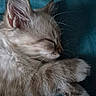 animal, close_up, cozy, cute, domestic_cat, feline, fur, indoor, kitten, mammal, paw, peaceful, pet, relaxed, resting, sleeping, soft, teal_background, whiskers, young