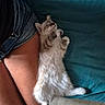 Koda participe au concours pour gagner de l'argent avec cette photo : kitten, sleeping, cat, fluffy, pet, animal, legs, denim_shorts, fabric, teal, floor, wooden_floor, relaxation, indoor, cute, furry, resting, tanned_skin, human_leg, cozy