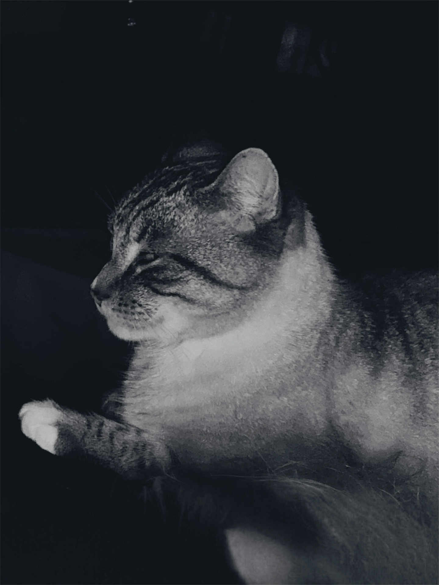 Oscar participe au concours pour gagner de l'argent avec cette photo : cat, animal, pet, feline, black_and_white, profile, fur, whiskers, close_up, paw, quiet, resting, domestic_animal, mammal, portrait, side_view, indoor, calm, sleepy, soft