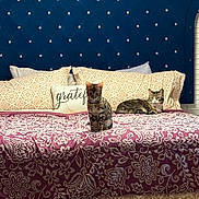 Whiskey joined the competition — help win amazing prizes! cat, bed, pillow, blanket, pattern, furniture, indoor, pet, animal, resting, tabby_cat, striped_cat, decor, headboard, comfort, cozy, sleeping, home, cute, relaxed