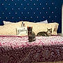 cat, bed, pillow, blanket, pattern, furniture, indoor, pet, animal, resting, tabby_cat, striped_cat, decor, headboard, comfort, cozy, sleeping, home, cute, relaxed