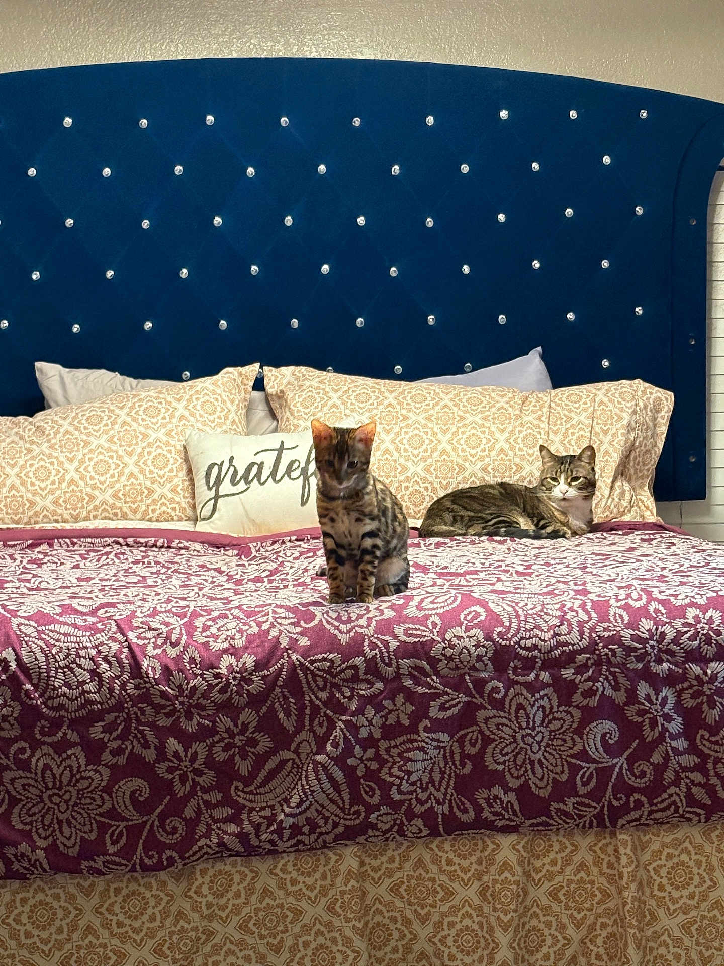 Whiskey joined the competition — help win amazing prizes! cat, bed, pillow, blanket, pattern, furniture, indoor, pet, animal, resting, tabby_cat, striped_cat, decor, headboard, comfort, cozy, sleeping, home, cute, relaxed