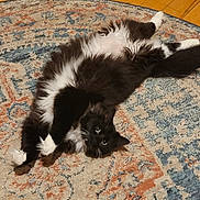 Lestat joined the competition — help win amazing prizes! cat, black_and_white, fluffy, lying_down, rug, patterned_rug, indoor, wooden_floor, pet, feline, curious_eyes, relaxed, playful, whiskers, fur, animal, cute, paw, home, domestic