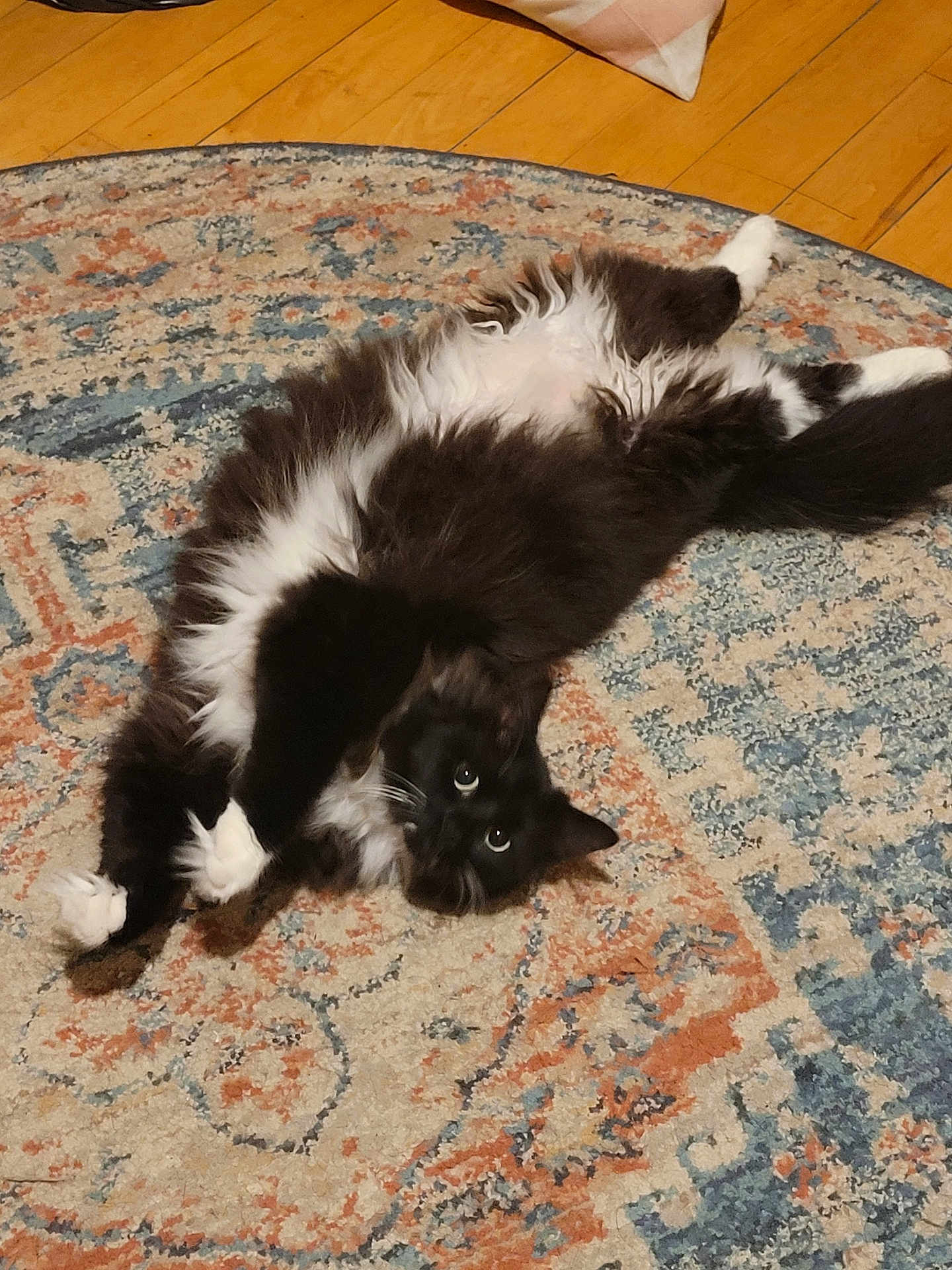 Lestat joined the competition — help win amazing prizes! cat, black_and_white, fluffy, lying_down, rug, patterned_rug, indoor, wooden_floor, pet, feline, curious_eyes, relaxed, playful, whiskers, fur, animal, cute, paw, home, domestic