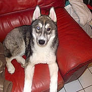 Velours participe au concours pour gagner de l'argent avec cette photo : animal, blanket, brown, cozy, dog, ears, face, fur, heterochromia, home, husky, indoor, leather, pet, puppy, red_couch, relaxed, sitting, tile_floor, white_paws