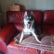 Velours a rejoint le concours — aidez-le/la à gagner de superbes lots ! animal, basket, blanket, brown, canine, couch, cozy, dog, floor, furniture, heterochromia, home, husky, indoor, leather, mouth_open, pet, red, sitting, tile