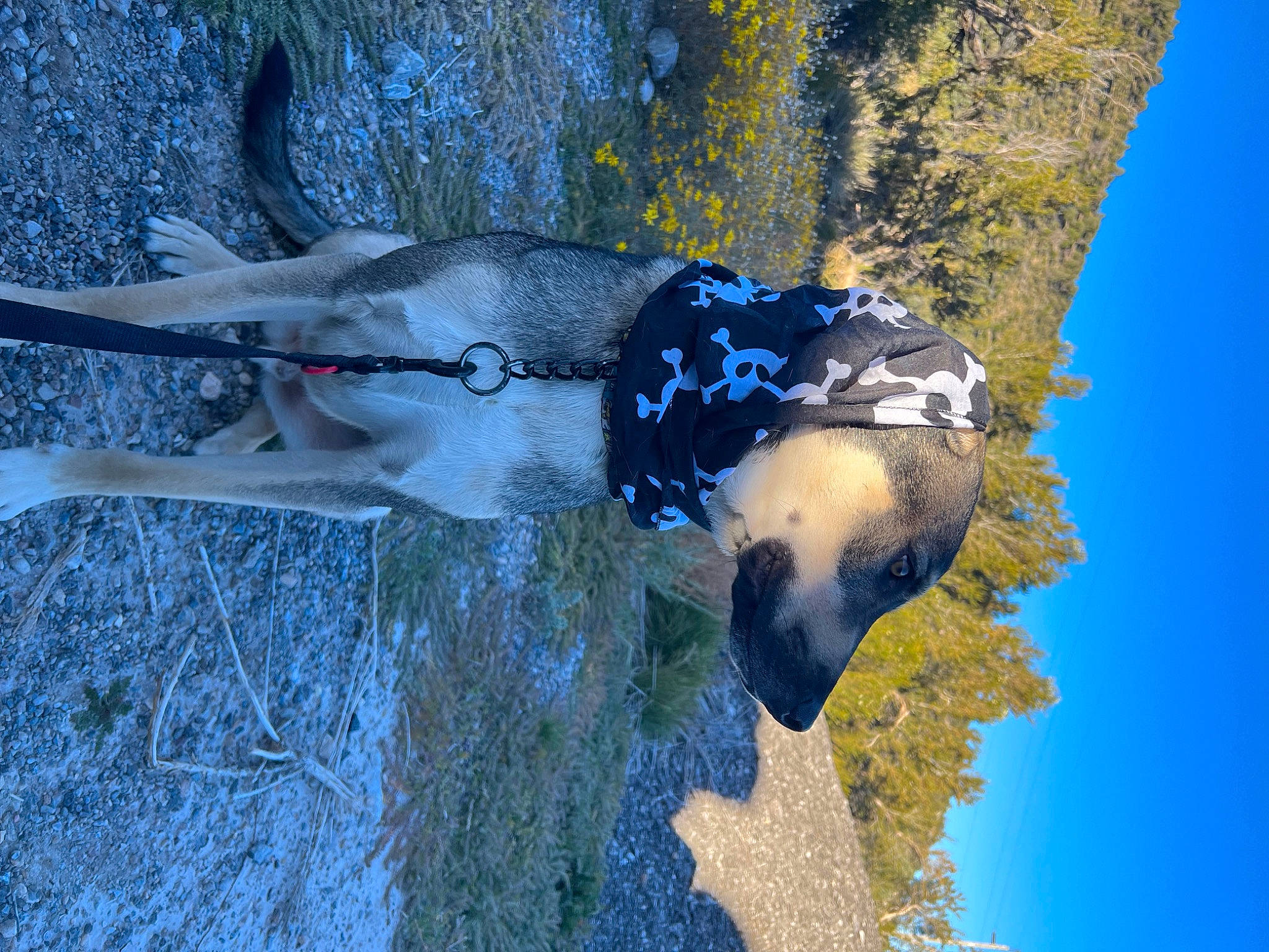 Rocket is registered to the contest to win money with this photo: electric_blue, fish, fun, grass, landscape, plant, recreation, reflection, shadow, sky, sporting_group, tail, tree, vertebrate, water, wilderness, wildlife, wing, winter, wood