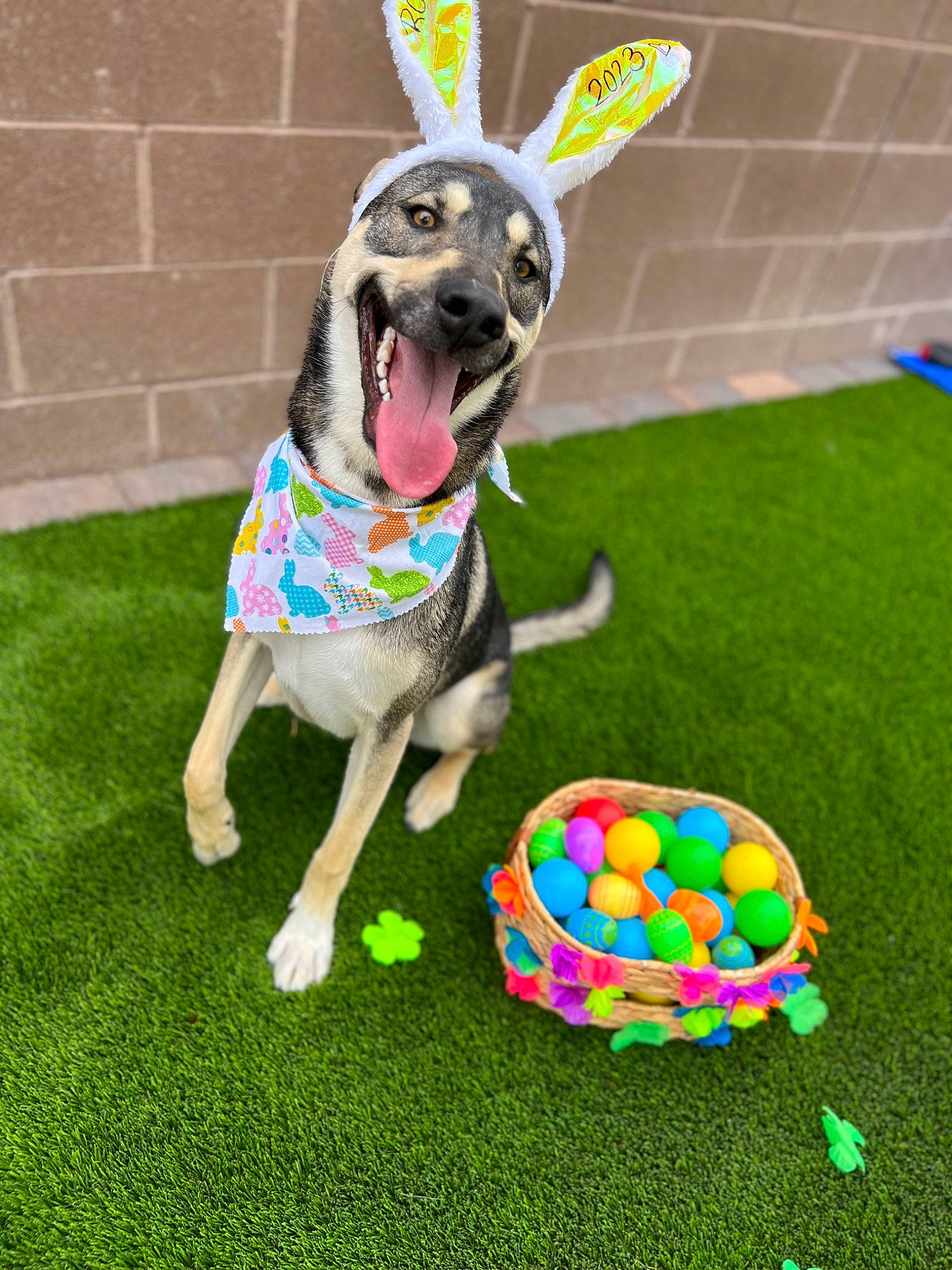 Rocket joined the competition — help win amazing prizes! ball, carnivore, circle, companion_dog, dog, dog_breed, dog_clothes, dog_supply, dog_toy, fawn, flooring, grass, party_hat, party_supply, pattern, pet_supply, sports_toy, tail, toy, working_animal