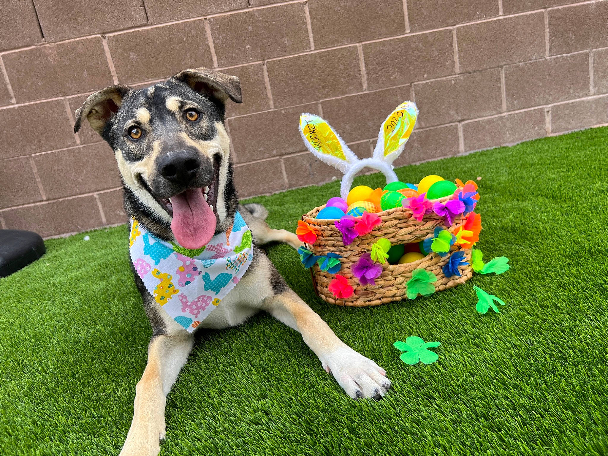 Rocket is registered to the contest to win money with this photo: art, brick, carnivore, collar, companion_dog, dog, dog_breed, dog_clothes, dog_collar, dog_supply, fashion_accessory, fawn, grass, mammal, pet_supply, snout, sporting_group, tail, vertebrate, working_animal