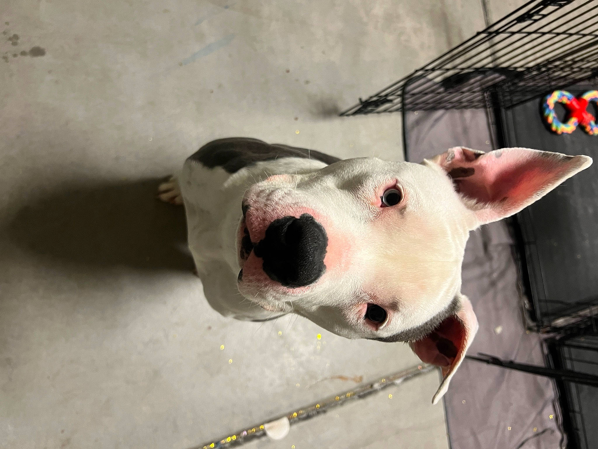 Griffin joined the competition — help win amazing prizes! building, bull_terrier, canidae, carnivore, collar, companion_dog, dog, dog_breed, dog_collar, dog_supply, fang, fawn, jaw, metal, non_sporting_group, snout, sporting_group, terrestrial_animal, whiskers, working_animal