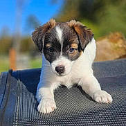 Vaiko participe au concours pour gagner de l'argent avec cette photo : animal, boxer, bulldog, canine, cockerspaniel, dog, hound, husky, pet, puppy, racket, snout, sport, tennis, tennisracket