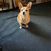 Max is registered to the contest to win money with this photo: dog, small_dog, pet, ears, carpet, indoor, artwork, decor, furniture, floor, alert, brown_fur, animal, companion, cute, sitting, looking_up, home, cozy, background
