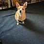 dog, small_dog, pet, ears, carpet, indoor, artwork, decor, furniture, floor, alert, brown_fur, animal, companion, cute, sitting, looking_up, home, cozy, background