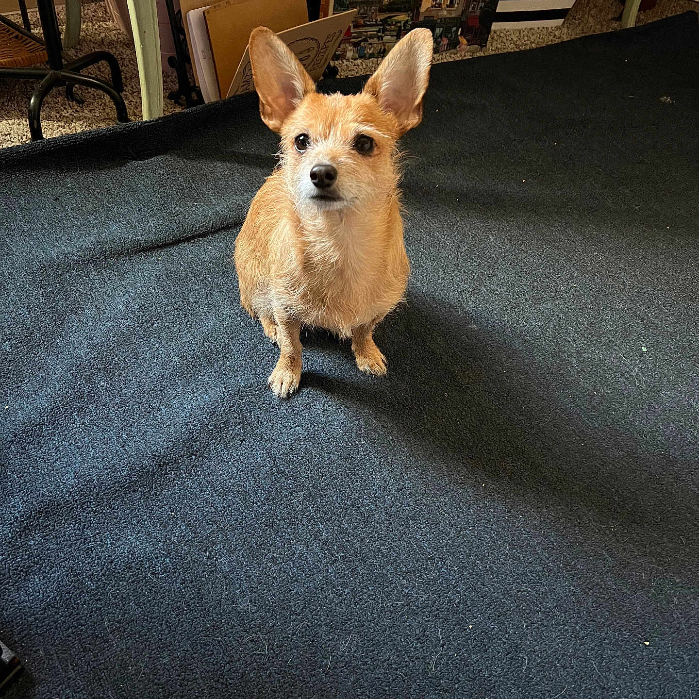 Max is registered to the contest to win money with this photo: alert, animal, artwork, background, brown_fur, carpet, companion, cozy, cute, decor, dog, ears, floor, furniture, home, indoor, looking_up, pet, sitting, small_dog