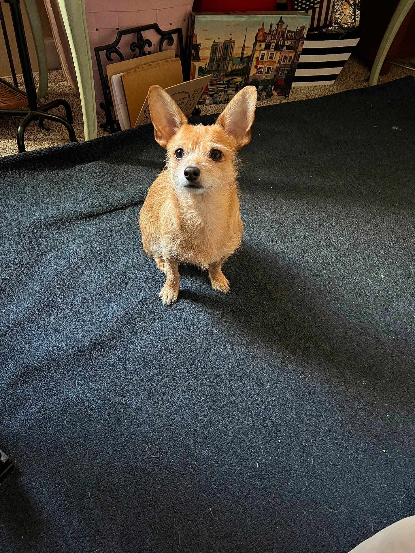Max is registered to the contest to win money with this photo: dog, small_dog, pet, ears, carpet, indoor, artwork, decor, furniture, floor, alert, brown_fur, animal, companion, cute, sitting, looking_up, home, cozy, background