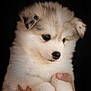 adorable, animal, closeup, cute, dog, domestic_animal, eyes, face, fluffy, fur, hand, holding, mammal, paws, pet, portrait, puppy, ring, soft, young