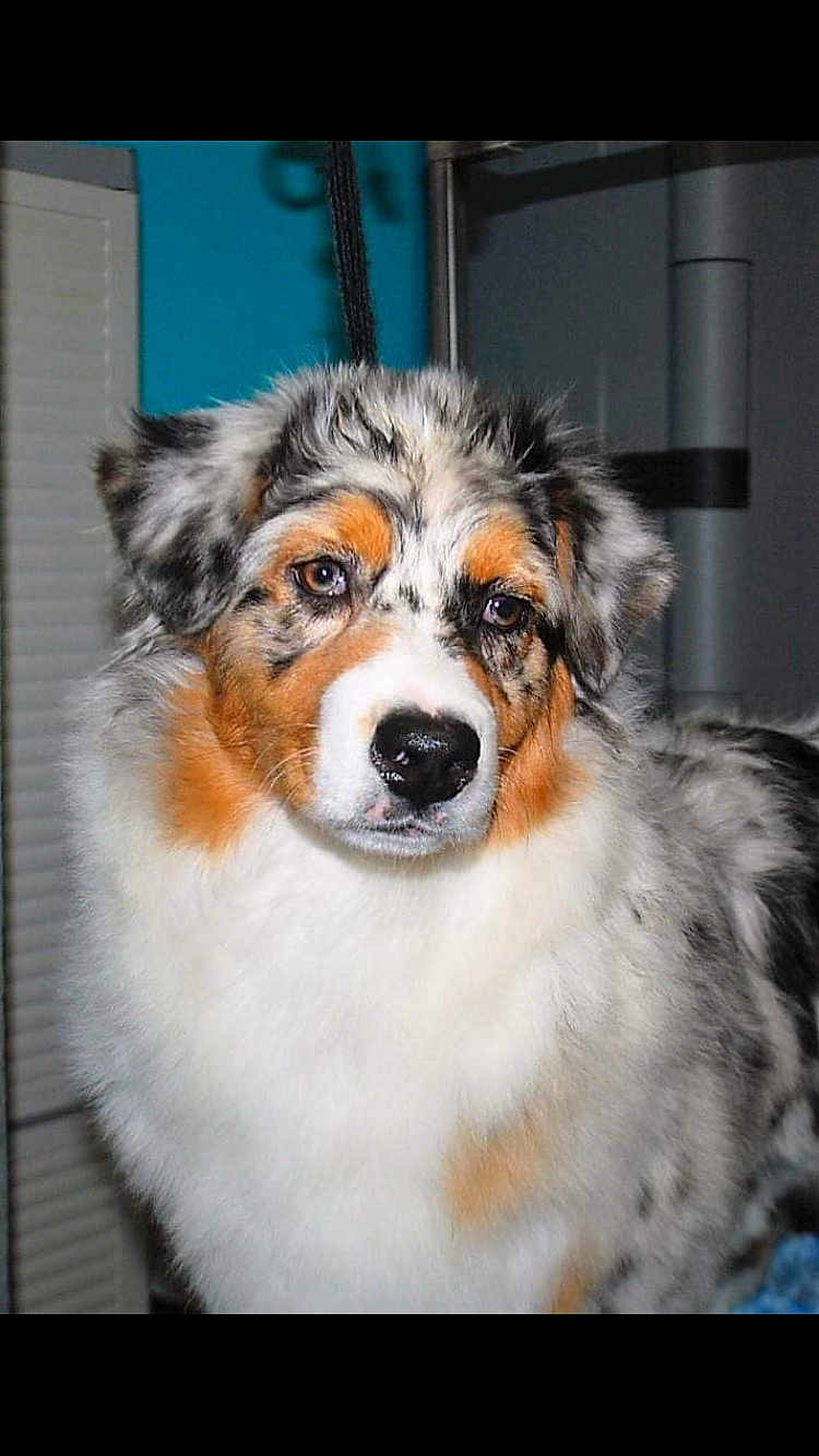 Taboo a rejoint le concours — aidez-le/la à gagner de superbes lots ! dog, australian_shepherd, fluffy, indoor, pet, canine, fur, black, white, orange, portrait, animal, mammal, closeup, face, ears, nose, eyes, adorable, domestic