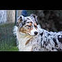 Taboo participe au concours pour gagner de l'argent avec cette photo : dog, australian_shepherd, merle_coat, outdoor, fence, fur, pet, canine, animal, grass, nature, cute, fluffy, profile, peaceful, close_eyes, medium_sized_dog, muzzle, ears, snout