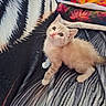 animal, blanket, cat, colorful, cozy, cute, feline, fluffy, fur, indoor, kitten, looking_up, pattern, pet, pillow, resting, small, soft, whiskers, young