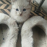 Kymi participe au concours pour gagner de l'argent avec cette photo : kitten, cat, blue_eyes, fluffy, slippers, furry, indoor, pet, cute, animal, carpet, patterned_rug, floor, small, young, domestic_cat, curious, cozy, white, soft