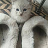 kitten, cat, blue_eyes, fluffy, slippers, furry, indoor, pet, cute, animal, carpet, patterned_rug, floor, small, young, domestic_cat, curious, cozy, white, soft