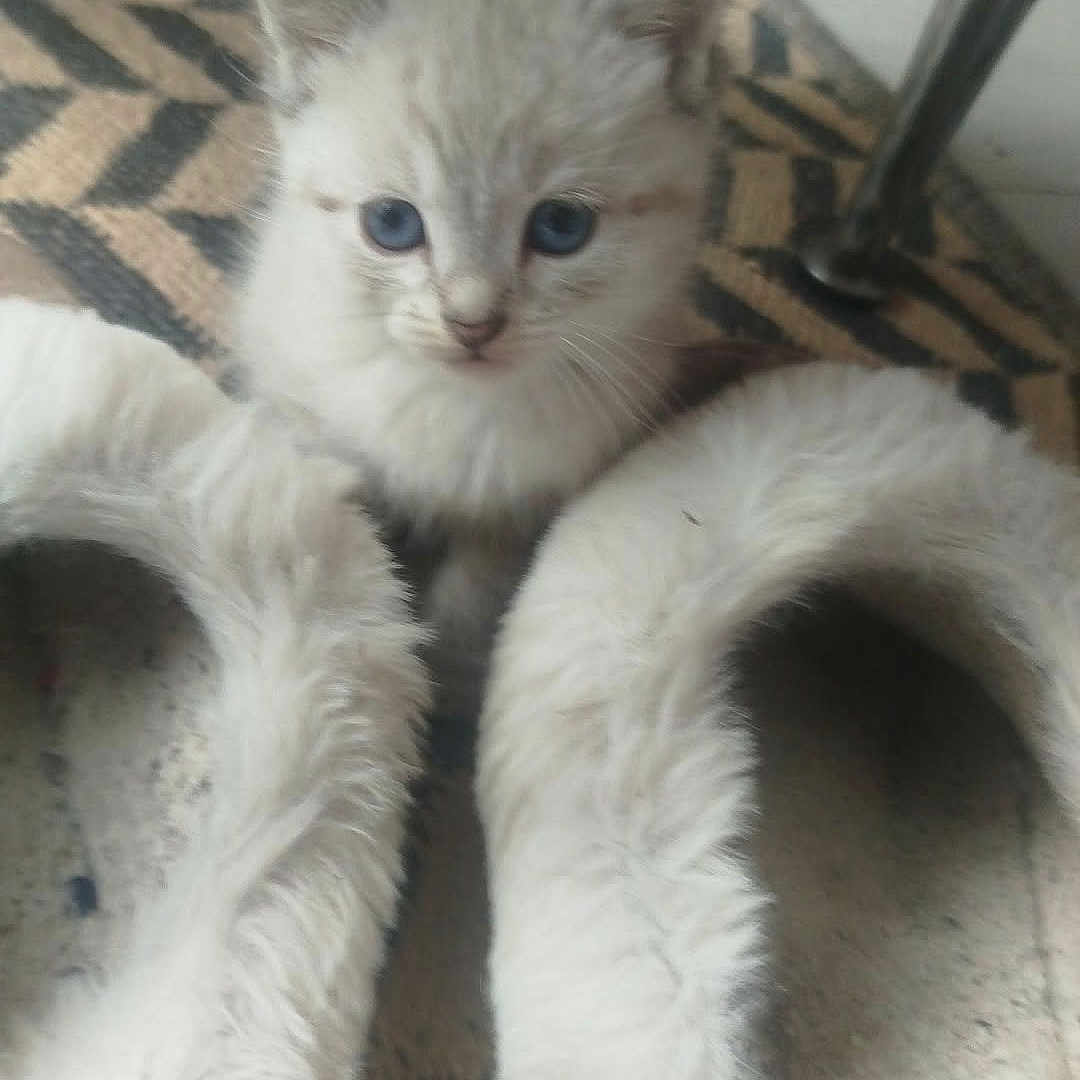 Kymi participe au concours pour gagner de l'argent avec cette photo : kitten, cat, blue_eyes, fluffy, slippers, furry, indoor, pet, cute, animal, carpet, patterned_rug, floor, small, young, domestic_cat, curious, cozy, white, soft