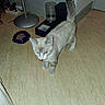 animal, beige_floor, cat, curious, door, electrical_cords, feline, floor, food_bowl, grey_cat, household, indoor, lamp, pet, pet_feeder, power_outlet, standing, tongue_out, wall, water_dispenser