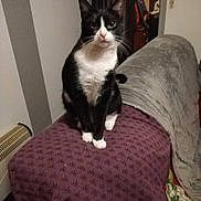 Gaïa participe au concours pour gagner de l'argent avec cette photo : animal, architecture, armchair, bed, bedroom, blanket, building, cat, chair, couch, cushion, furniture, homedecor, indoors, kitten, linen, livingroom, manx, pet, room