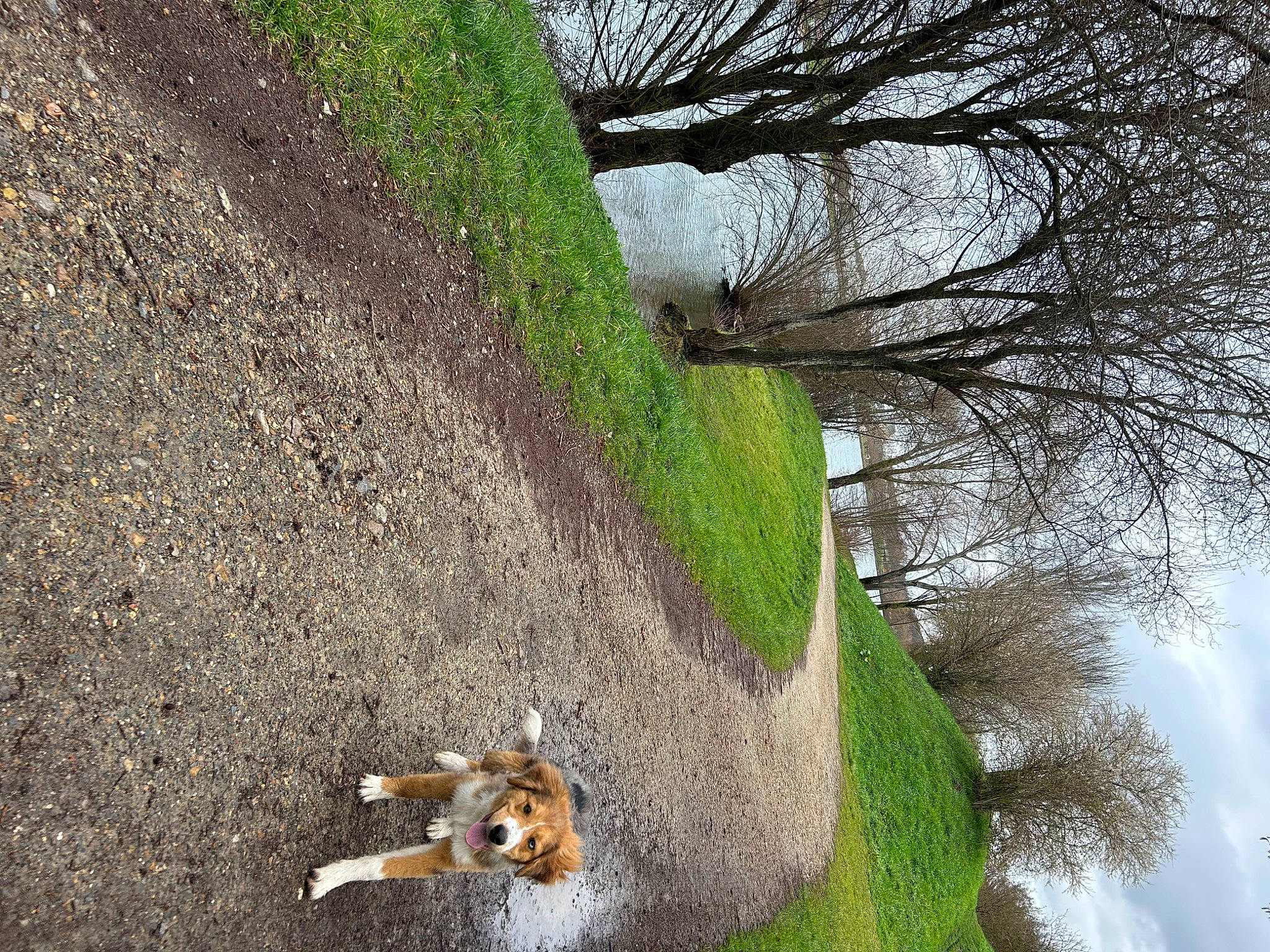 Tica participe au concours pour gagner de l'argent avec cette photo : asphalt, canidae, cloud, cycling, extreme_sport, grass, landscape, plant, recreation, road_surface, sky, slope, soil, tail, tire, tree, trunk, twig, wheel, wood