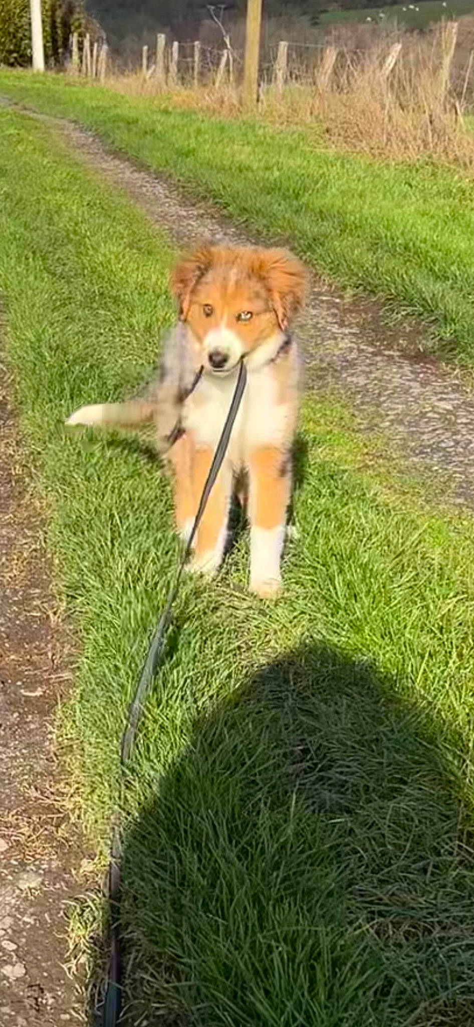 Tica a rejoint le concours — aidez-le/la à gagner de superbes lots ! canidae, carnivore, companion_dog, dog, dog_breed, fawn, fur, grass, grass_family, grassland, groundcover, lawn, non_sporting_group, plant, spitz, sporting_group, tail, terrestrial_animal, whiskers, working_dog