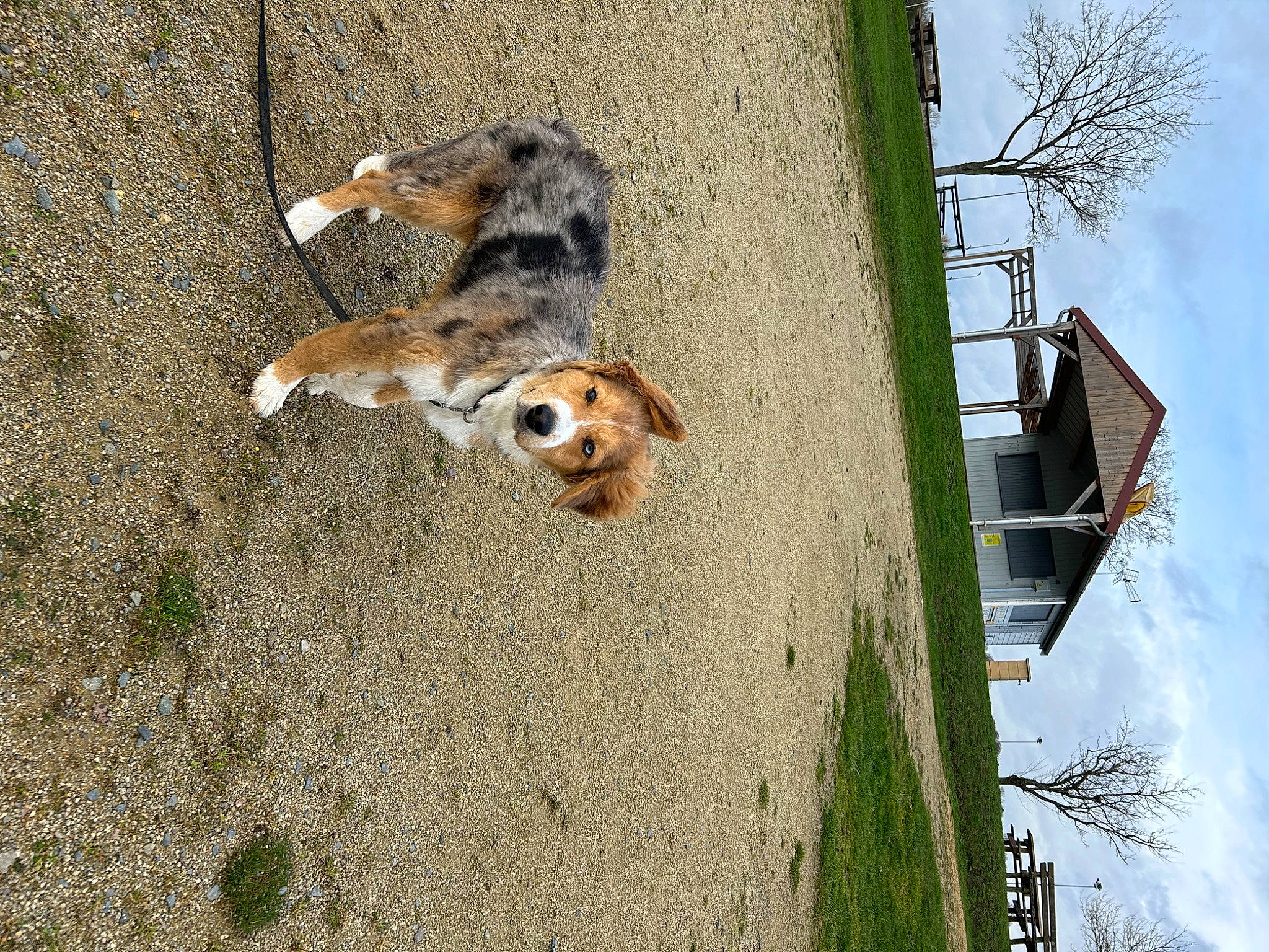 Tica participe au concours pour gagner de l'argent avec cette photo : building, carnivore, cloud, dog_breed, fawn, felidae, fur, house, plant, sky, small_to_medium_sized_cats, snout, sporting_group, street_light, tail, terrestrial_animal, tree, trunk, window, wood
