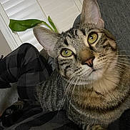 Simba is registered to the contest to win money with this photo: cat, tabby, indoor, close_up, pet, animal, green_eyes, fur, whiskers, relaxed, blanket, plaid, window_blinds, houseplant, cozy, curious, face, ear, paw, feline