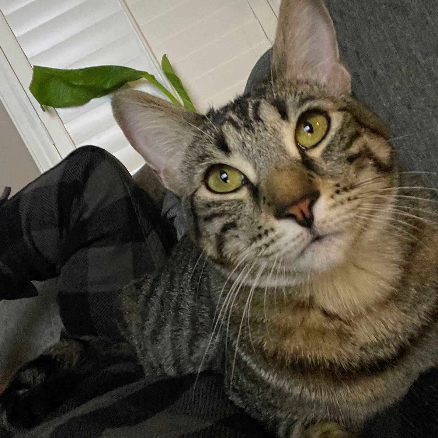 Simba is registered to the contest to win money with this photo: animal, blanket, cat, close_up, cozy, curious, ear, face, feline, fur, green_eyes, houseplant, indoor, paw, pet, plaid, relaxed, tabby, whiskers, window_blinds