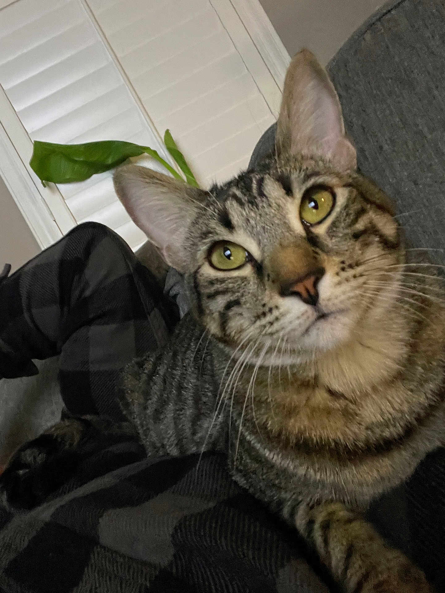 Simba is registered to the contest to win money with this photo: cat, tabby, indoor, close_up, pet, animal, green_eyes, fur, whiskers, relaxed, blanket, plaid, window_blinds, houseplant, cozy, curious, face, ear, paw, feline
