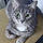 Berlioz