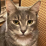 Berlioz participe au concours pour gagner de l'argent avec cette photo : animal_face, calm, cat, chair, close_up, cute, domestic_animal, feline, fur, gray_tabby, household, indoor, looking_at_camera, mammal, patterned_chair, pet, portrait, sitting, whiskers, yellow_eyes