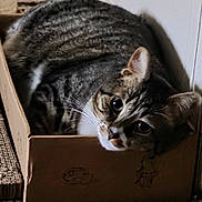 Rome is registered to the contest to win money with this photo: cats, two_cats, tabby, feline, animal, pet, cardboard_box, box, indoors, home, carpet, striped_fur, whiskers, ears, eyes, close_up, cuddling, sleeping, cozy, funny