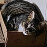 cats, two_cats, tabby, feline, animal, pet, cardboard_box, box, indoors, home, carpet, striped_fur, whiskers, ears, eyes, close_up, cuddling, sleeping, cozy, funny