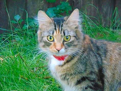 Floof is registered to the contest to win money with this photo: aegean_cat, american_bobtail, american_wirehair, asian, carnivore, cat, domestic_short_haired_cat, dragon_li, european_shorthair, felidae, grass, mammal, siberian, small_to_medium_sized_cats, snout, tabby_cat, toyger, vertebrate, whiskers, wild_cat