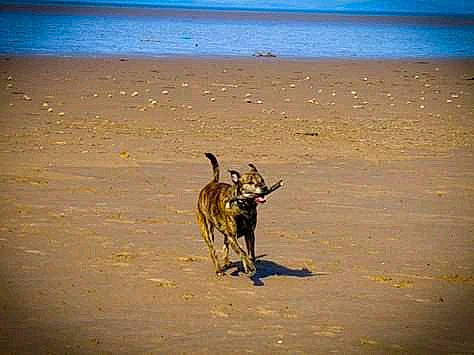 Minnie is registered to the contest to win money with this photo: canidae, carnivore, dog, dog_breed, fawn, great_dane, hunting_dog, lurcher, mammal, street_dog, whippet