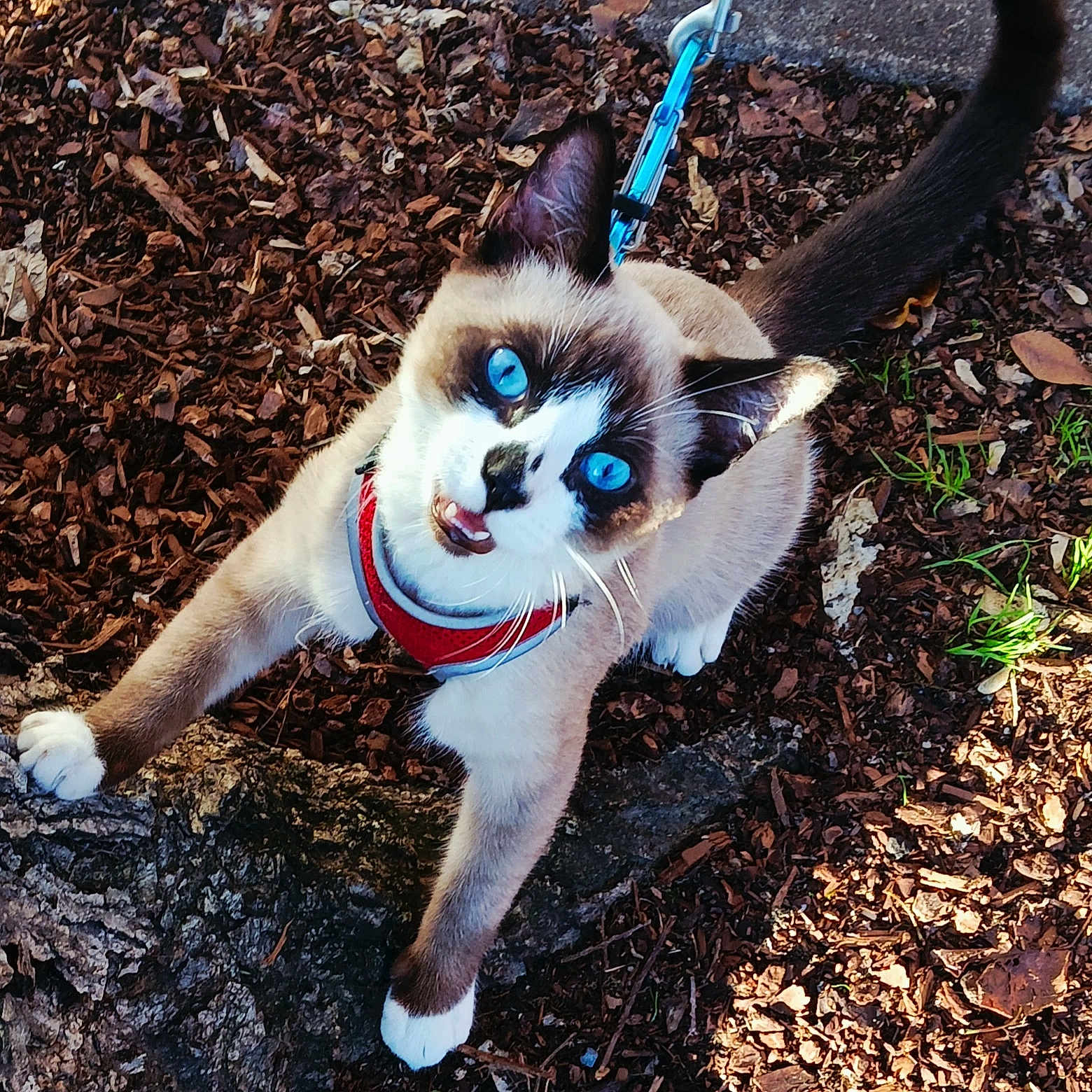 Skadi Kiki joined the competition — help win amazing prizes! cat, blue_eyes, harness, outdoor, bark, leaves, grass, pet, animal, feline, playful, close_up, tree_root, nature, cute, young_cat, whiskers, tail, sunlight, ground