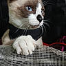 Skadi Kiki is registered to the contest to win money with this photo: cat, siamese_cat, blue_eyes, paw, claw, mesh_fabric, black_harness, close_up, pet, animal, whiskers, fur, face, portrait, indoor, looking_away, curious, claw_extended, dark_background, feline