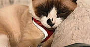 Skadi Kiki joined the competition — help win amazing prizes! cat, siamese_cat, sleeping, harness, fluffy_blanket, cozy, indoor, pet, animal, closeup, cute, resting, fur, whiskers, face, ears, soft_light, relaxing, comfort, text_overlay