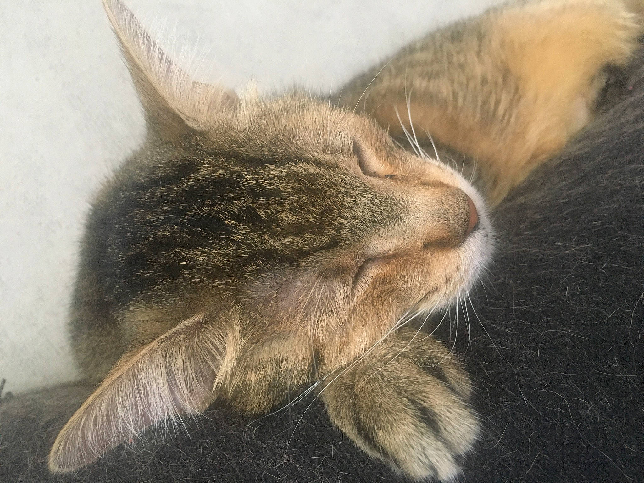 Bunji participe au concours pour gagner de l'argent avec cette photo : carnivore, cat, domestic_short_haired_cat, ear, european_shorthair, fawn, felidae, fur, kitten, maine_coon, nap, norwegian_forest_cat, nose, small_to_medium_sized_cats, snout, tabby_cat, tail, whiskers