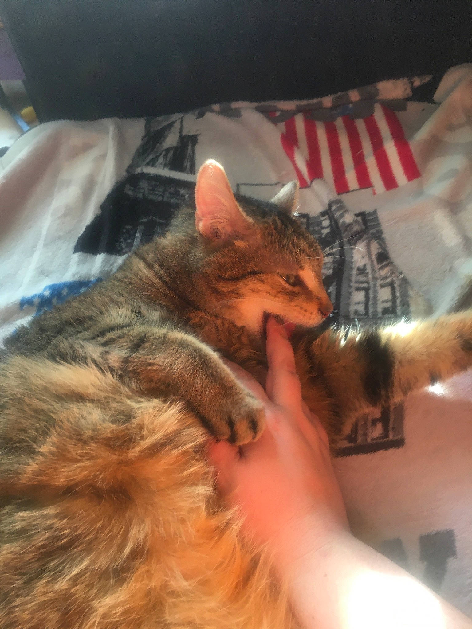 Bunji participe au concours pour gagner de l'argent avec cette photo : asian, carnivore, cat, ear, fawn, felidae, fur, kitten, small_to_medium_sized_cats, somali, whiskers