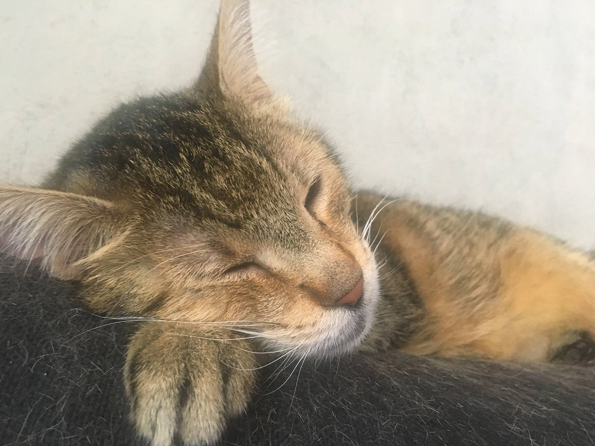 Bunji participe au concours pour gagner de l'argent avec cette photo : asian, carnivore, cat, domestic_short_haired_cat, dragon_li, ear, european_shorthair, felidae, fur, kitten, mammal, nap, nose, paw, sky, sleep, small_to_medium_sized_cats, snout, tabby_cat, whiskers