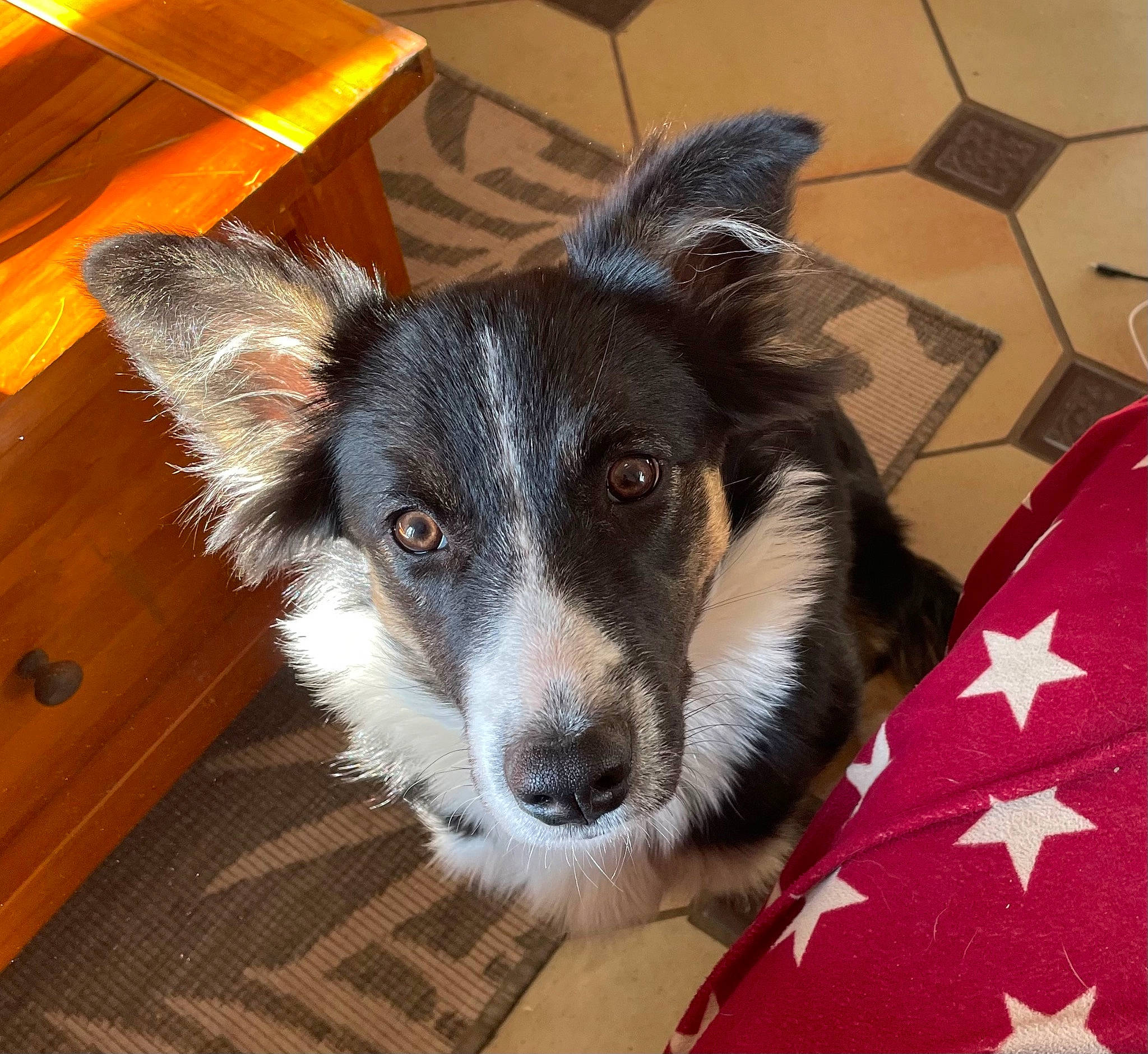 Tyka a rejoint le concours — aidez-le/la à gagner de superbes lots ! canidae, carnivore, companion_dog, dog, dog_breed, flooring, fur, hardwood, herding_dog, puppy, snout, sporting_group, terrestrial_animal, texas_heeler, varnish, whiskers, wood, wood_stain, working_dog