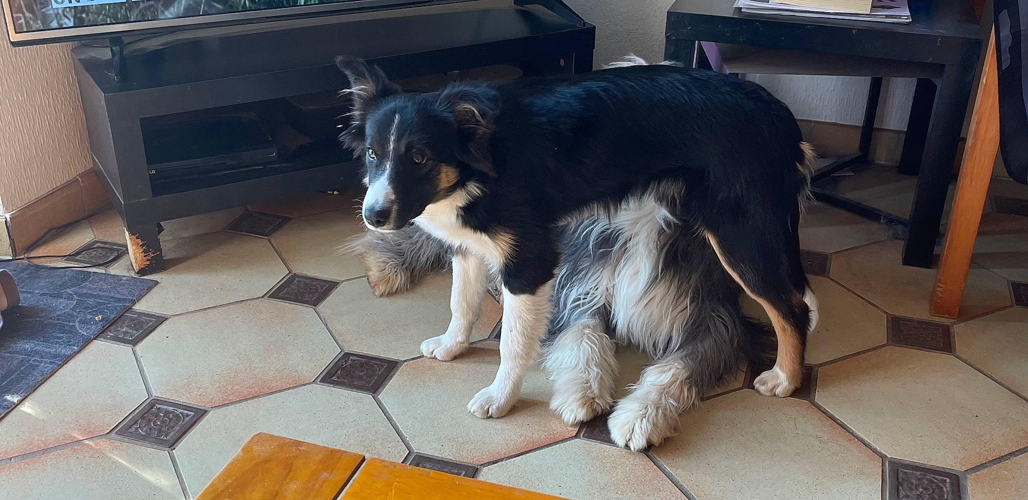 Tyka participe au concours pour gagner de l'argent avec cette photo : canidae, carnivore, companion_dog, dog, dog_breed, flooring, fur, herding_dog, snout, sporting_group, tail, working_animal, working_dog