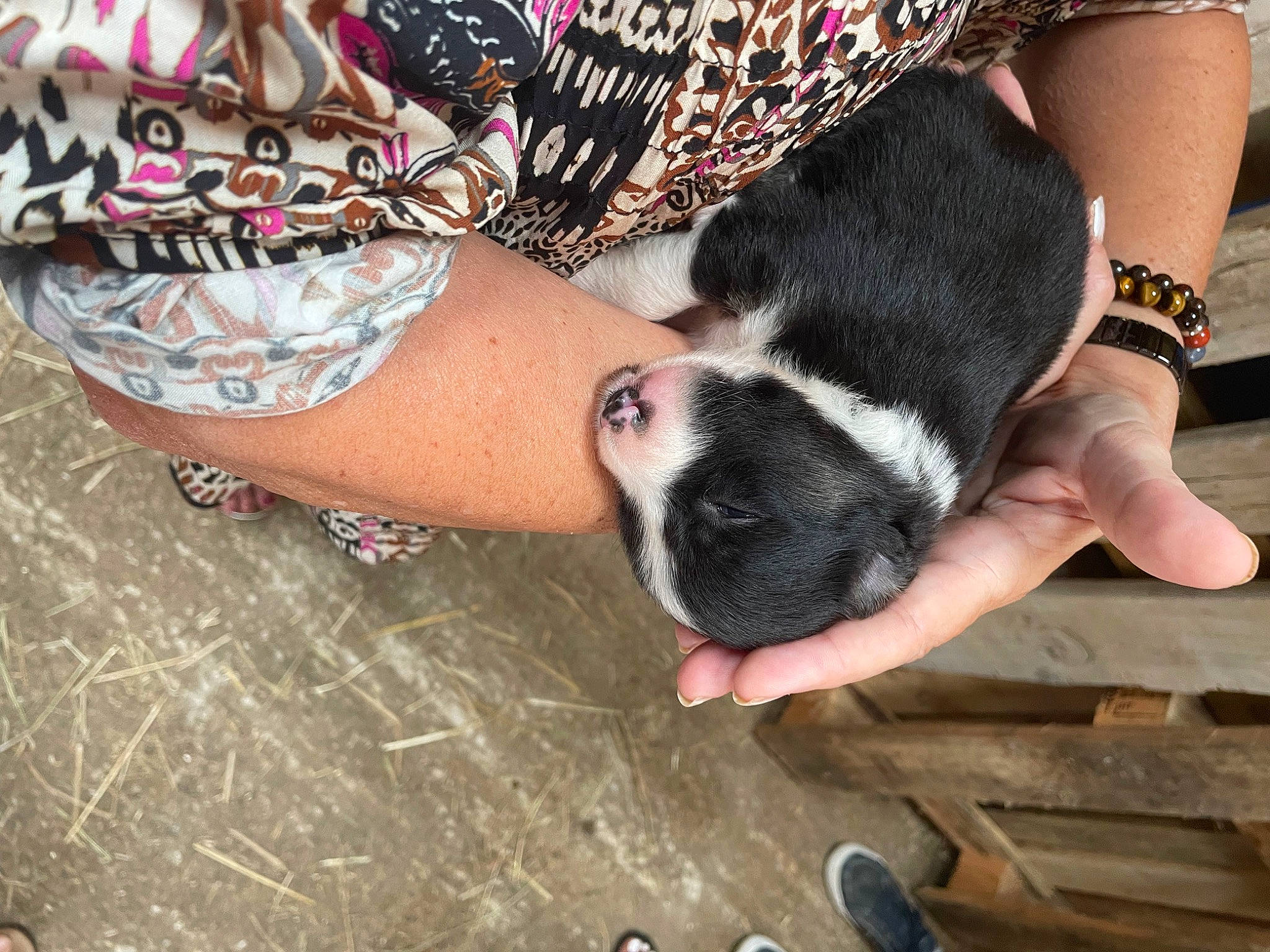 Tyka participe au concours pour gagner de l'argent avec cette photo : carnivore, companion_dog, dog, dog_breed, elbow, fawn, finger, flooring, foot, fur, hand, human_leg, nail, pattern, paw, snout, thigh, thumb, wood, wrist