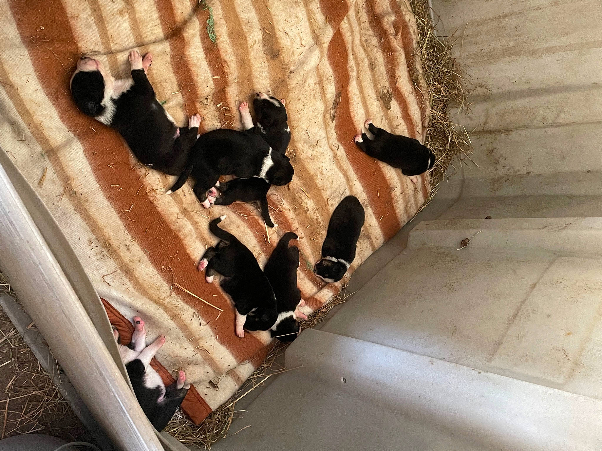 Tyka a rejoint le concours — aidez-le/la à gagner de superbes lots ! canidae, carnivore, companion_dog, concrete, dog_breed, flooring, handrail, metal, pedestrian, recreation, reflection, shadow, sporting_group, stairs, tints_and_shades, wood